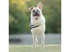 Adopt Jasmine Paris a Pug