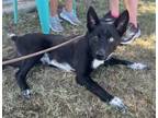 Adopt Oakley a Australian Cattle Dog / Blue Heeler