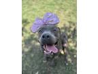 Adopt Helga a American Staffordshire Terrier