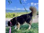 Adopt Mishka a Husky