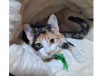 Adopt Flora a Domestic Short Hair, Calico