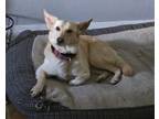 Adopt Cammie Bella a Shepherd
