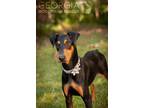 Adopt Mija a Doberman Pinscher