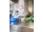 Adopt Yui a Domestic Short Hair
