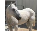 Adopt Casper a Quarterhorse