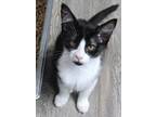 Adopt Taffyta a Domestic Long Hair