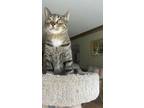 Adopt Cleo a Domestic Short Hair, Tabby