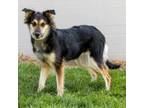Adopt Diva a German Shepherd Dog