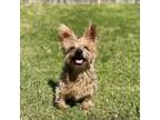 Adopt Bella May a Yorkshire Terrier