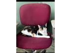 Adopt Spice a Domestic Short Hair