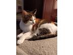 Adopt Luna a Domestic Short Hair