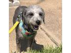 Adopt Asher a Shih Tzu