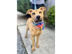 Adopt Angel a Mixed Breed, American Staffordshire Terrier