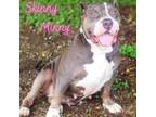 Adopt Skinny Minny 24-07-138 a Mastiff, Terrier