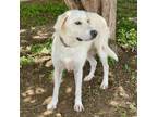 Adopt Lemon 24-07-088 a Labrador Retriever, Mixed Breed