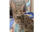 Adopt Grace a Bengal