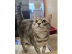 Adopt Faith a Domestic Short Hair