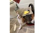 Adopt Penelope a Domestic Short Hair