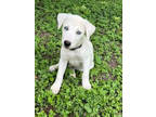 Adopt Margo (Ginny's Litter) a Labrador Retriever