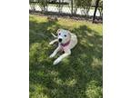 Adopt Molly (Ginny's Litter) a Labrador Retriever