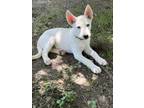 Adopt Bella (Ginny's Litter) a Labrador Retriever, Husky