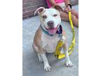 Adopt Ally (Momma) a Pit Bull Terrier