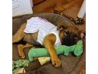 Adopt Cher a Australian Cattle Dog / Blue Heeler, Mixed Breed