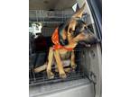 Adopt Jordan a German Shepherd Dog
