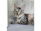 Adopt Fatima a Domestic Short Hair