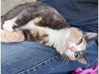 Adopt Alyssa a Domestic Short Hair