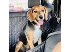 Adopt Bonnie a Beagle, Mixed Breed