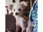 Adopt Elfie a Poodle, Mixed Breed