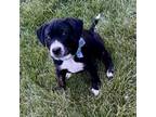 Adopt Serena Williams a Mixed Breed