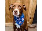 Adopt Paris a Mixed Breed
