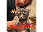 Adopt Red Velvet P. a Domestic Short Hair