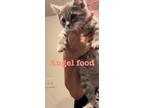 Adopt Angel Food P. a Domestic Short Hair