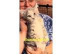 Adopt Hummingbird P. a Domestic Short Hair
