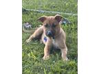 Adopt Grace Shore a Pit Bull Terrier