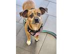 Adopt Nestle Crunch a Terrier, Pug