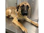 Adopt Clover a German Shepherd Dog
