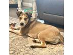 Adopt Milky Way a Mixed Breed