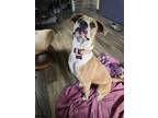 Adopt Latte a Boxer