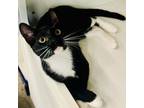 Adopt Oregon a Domestic Short Hair