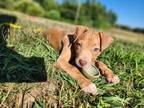 Adopt Elena a Mixed Breed