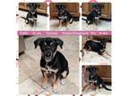 Adopt CAMI a Australian Kelpie, Shepherd