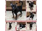 Adopt CHARLOTTE a Australian Kelpie, Shepherd