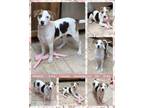 Adopt MARISOL a Australian Shepherd, Shepherd