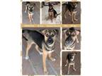 Adopt MEADOW a Australian Shepherd, Shepherd