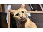 Adopt Cleo a Domestic Short Hair
