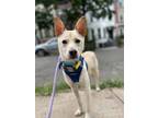 Adopt Yellow a Jindo